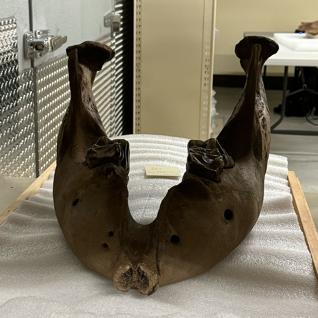 Clapp Mastodon Jaw.jpg