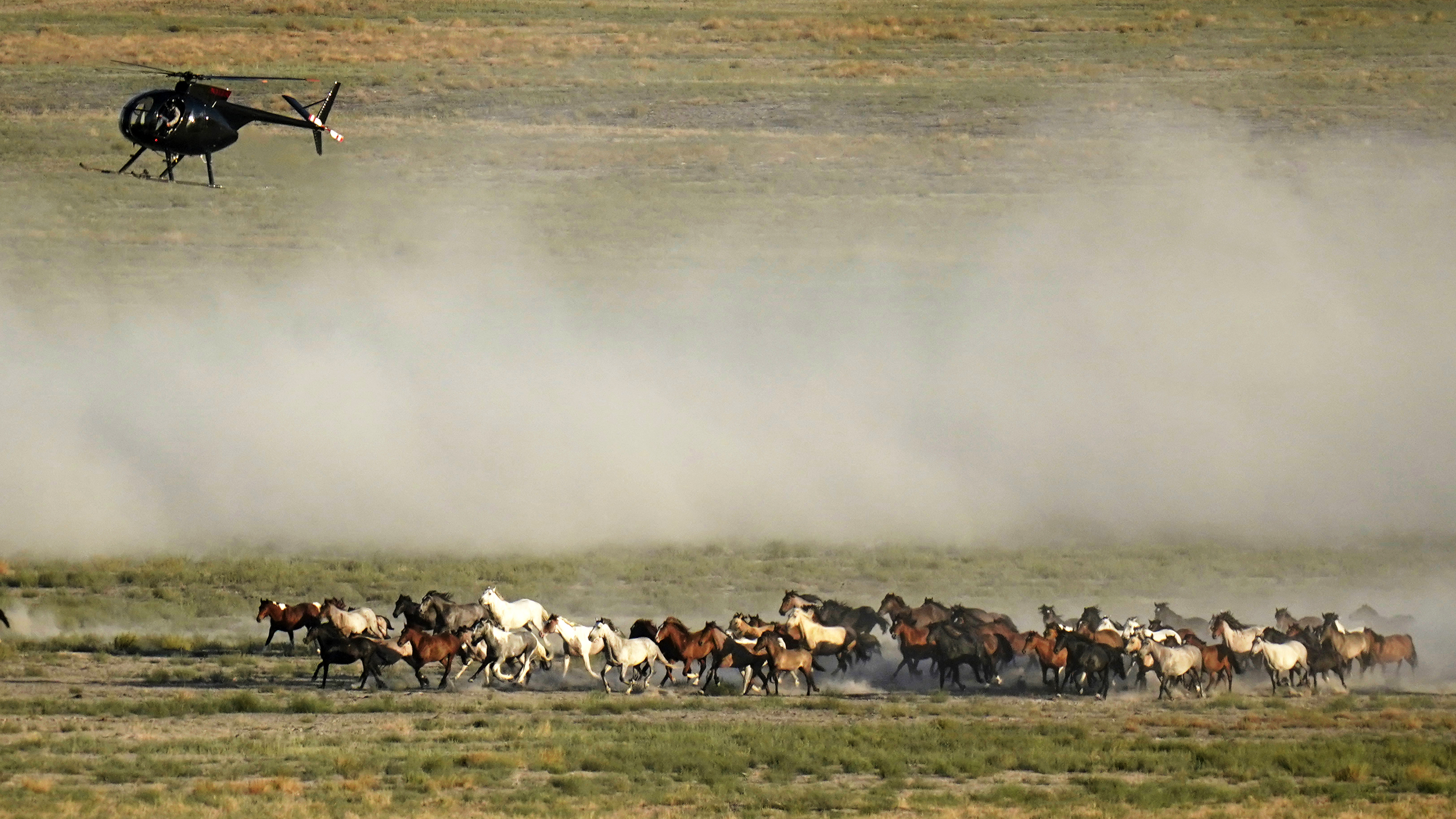 Wild Horse Roundups Colorado