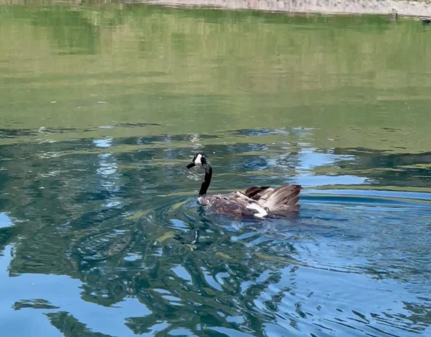 Spanish Trail residents outraged after geese injured, killed on golf course by management 
