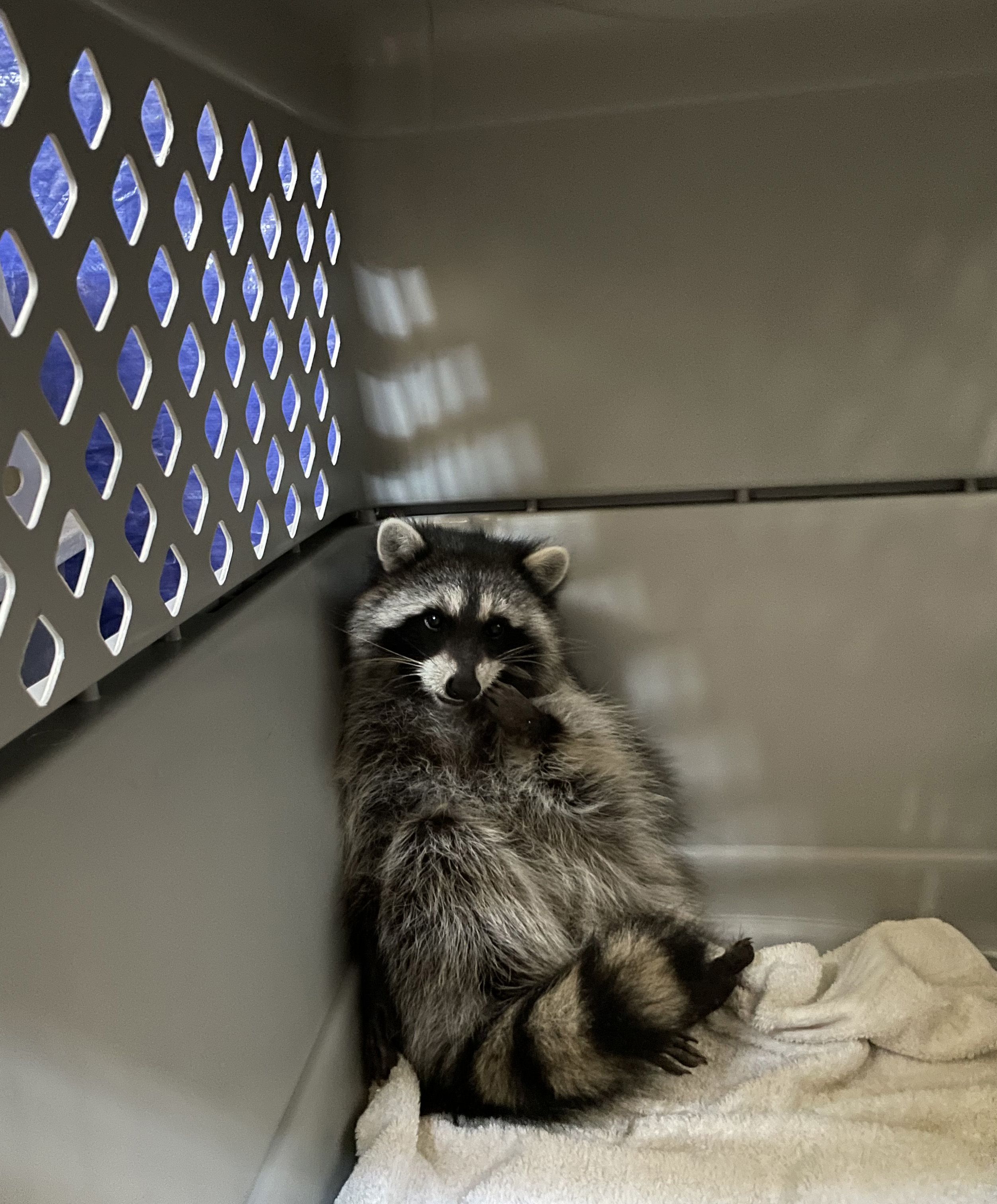 San Diego Humane Society