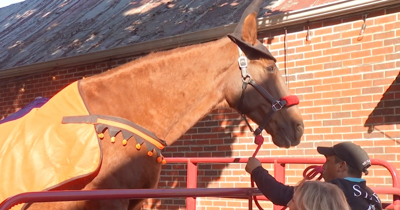 hank the horse.png