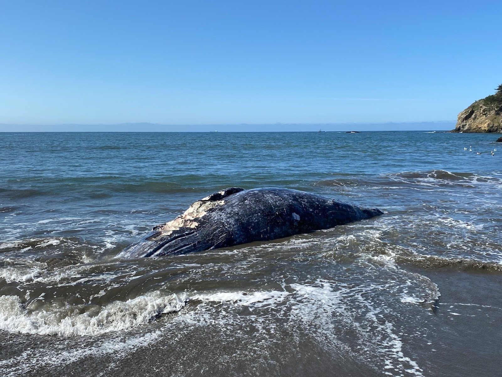 San Francisco-Dead Whales