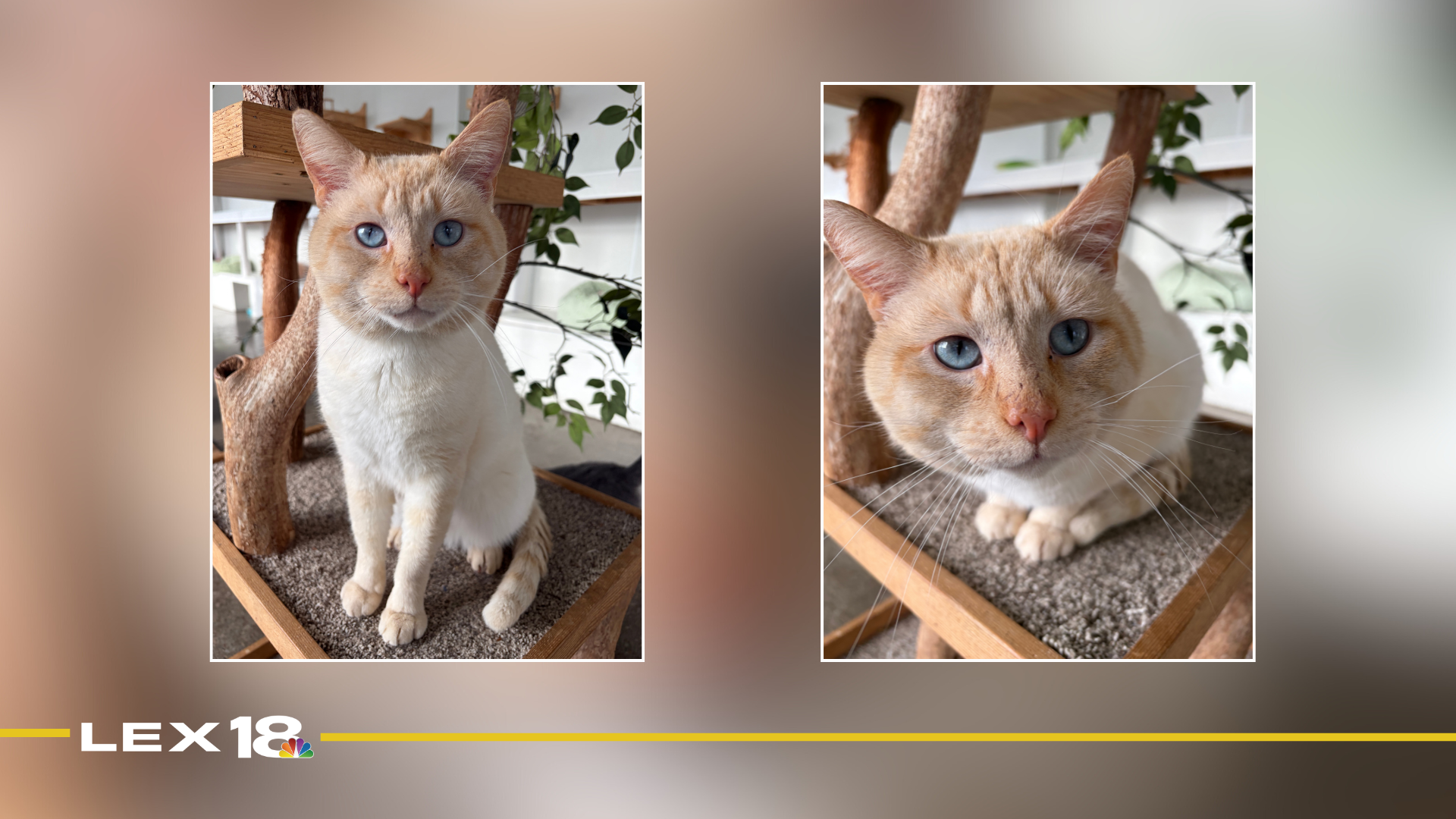 mugshot template  (82).png