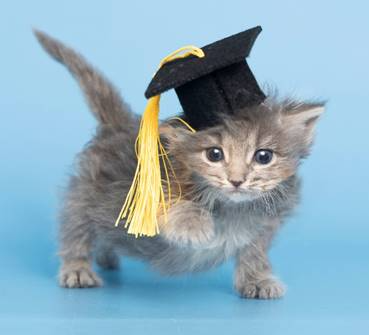 kitten graduate AHS