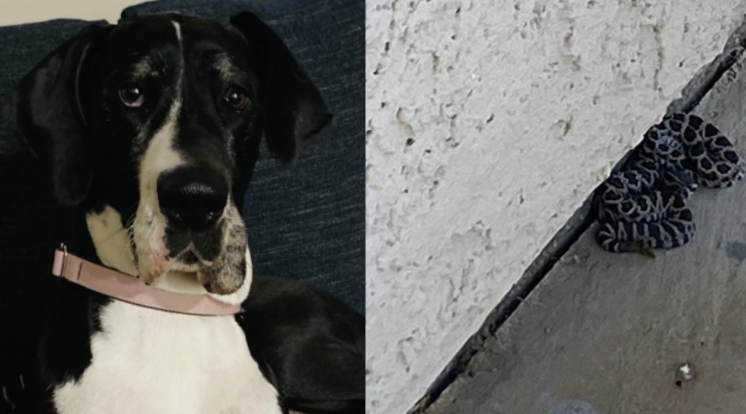 'Hero' dog saves owner from rattlesnake bite in Oceanside back yard