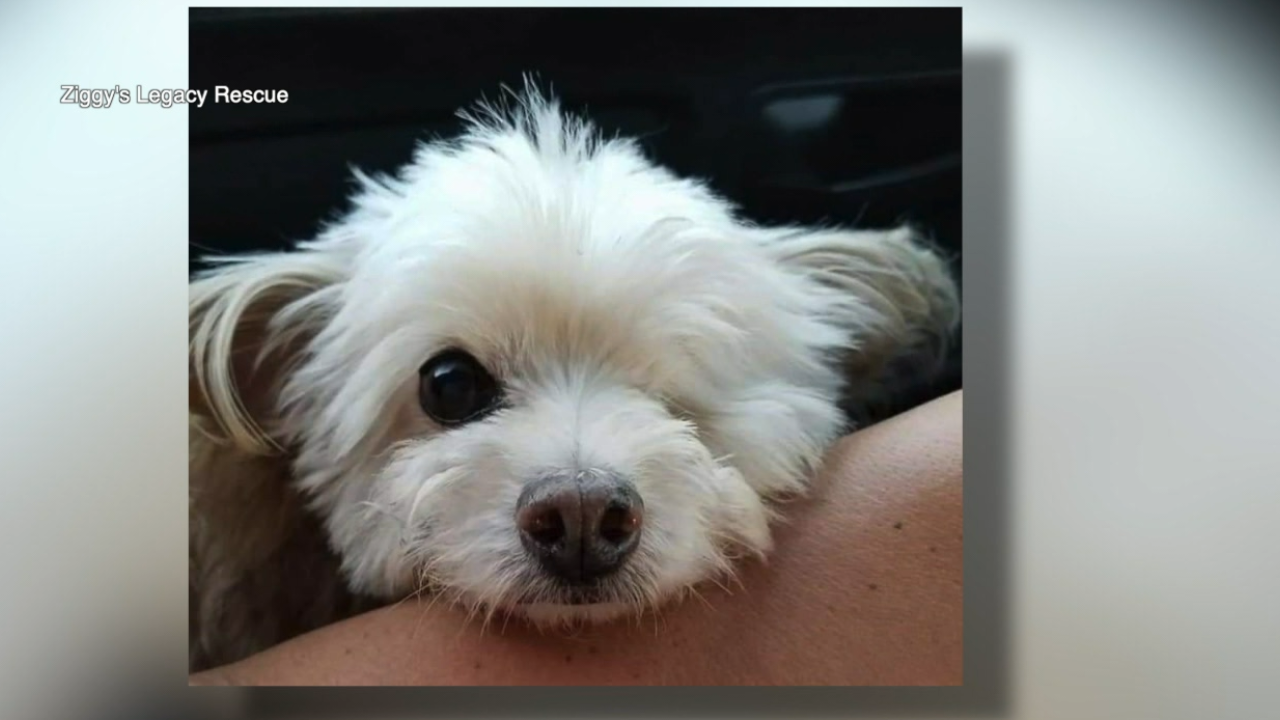 Ziggy's Legacy Rescue5.png