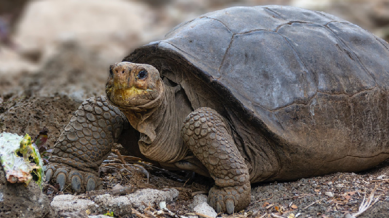 tortuga.jpg