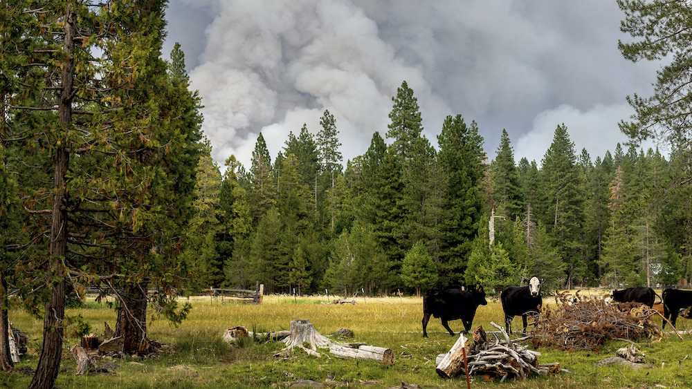 Dixie Fire, California