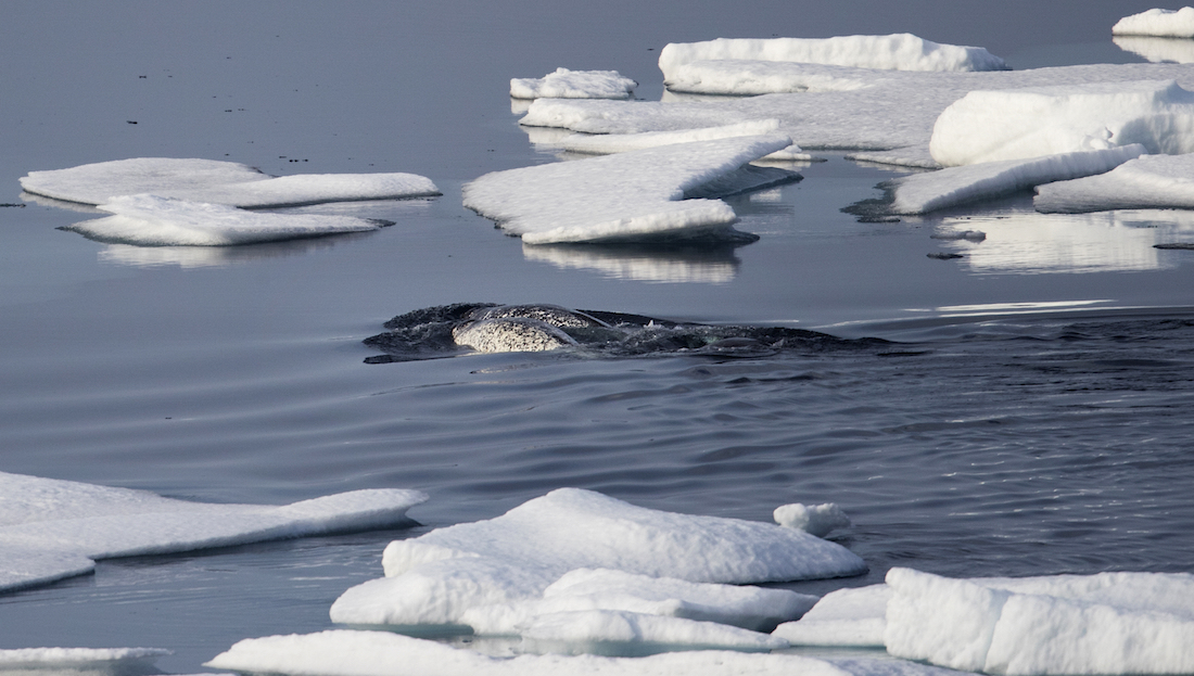 Whale found in Arctic could be susceptible to COVID-19, researchers suggest