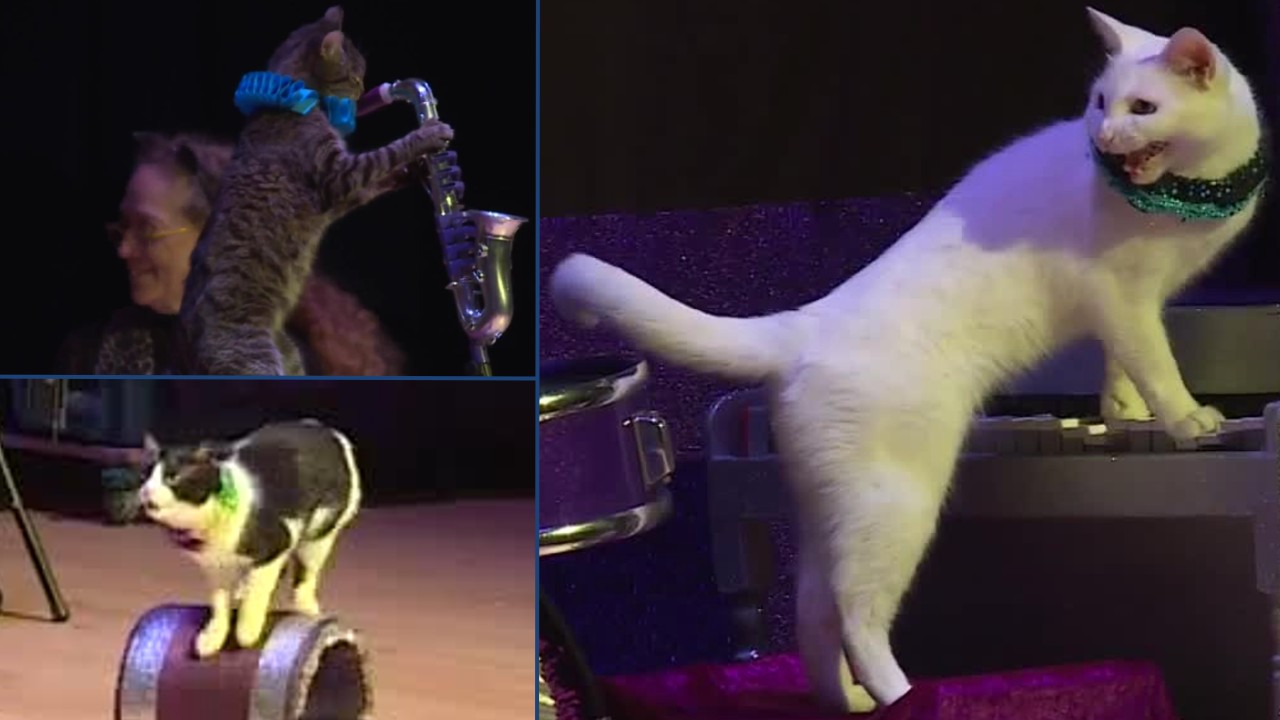 Astro-Cats