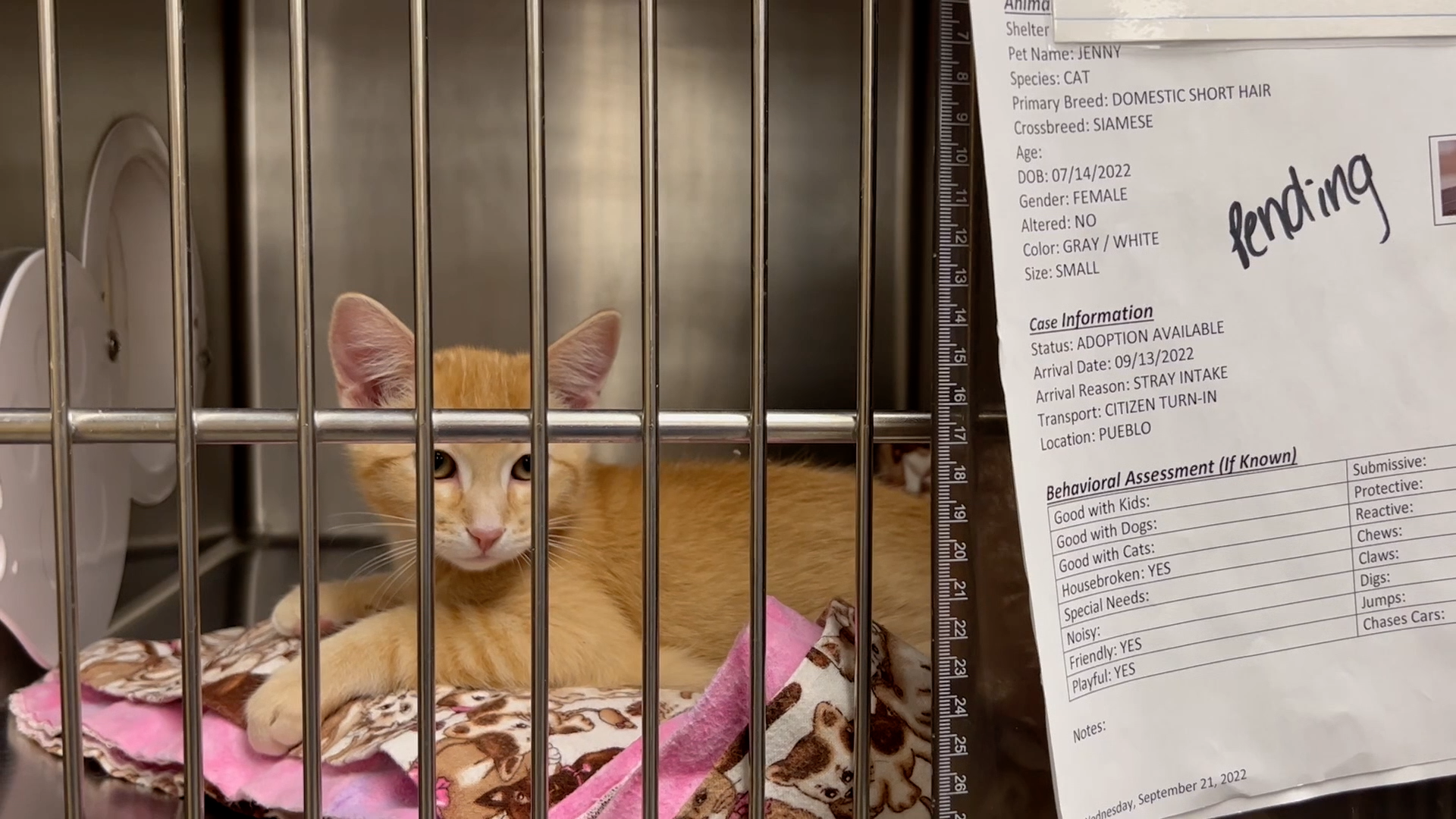 PAWS for Life in Pueblo at max capacity for both dogs and cats