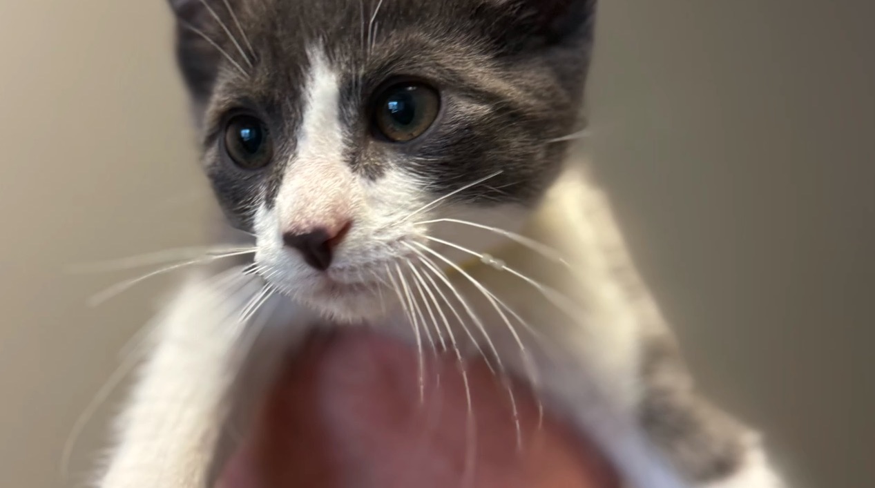 Screenshot 2026-04-02 at 5.40.32 PM.jpg