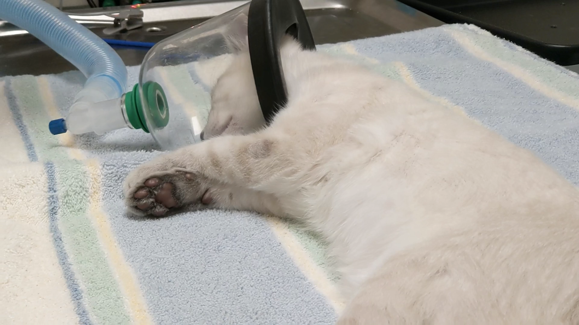 Kitty sedation