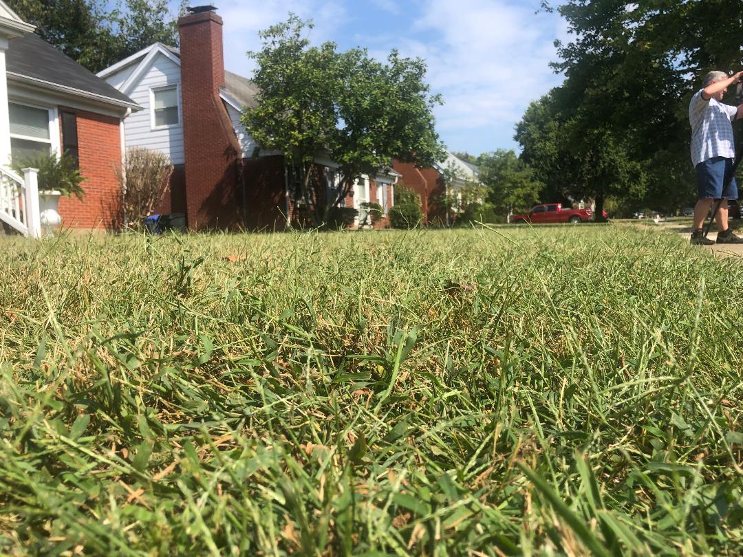 grass.jpeg
