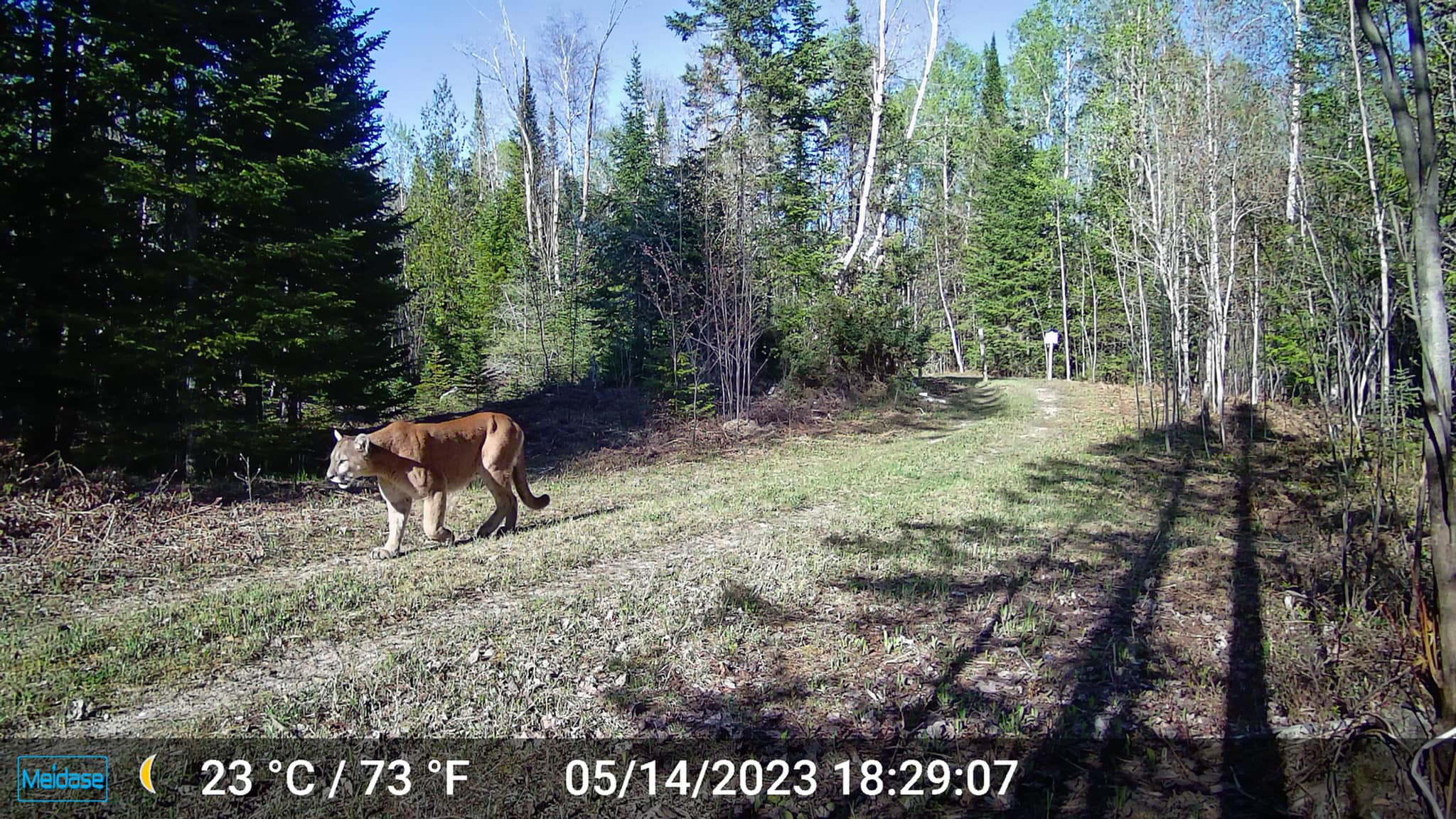 May 2023 cougar sighting UP-2.jpg