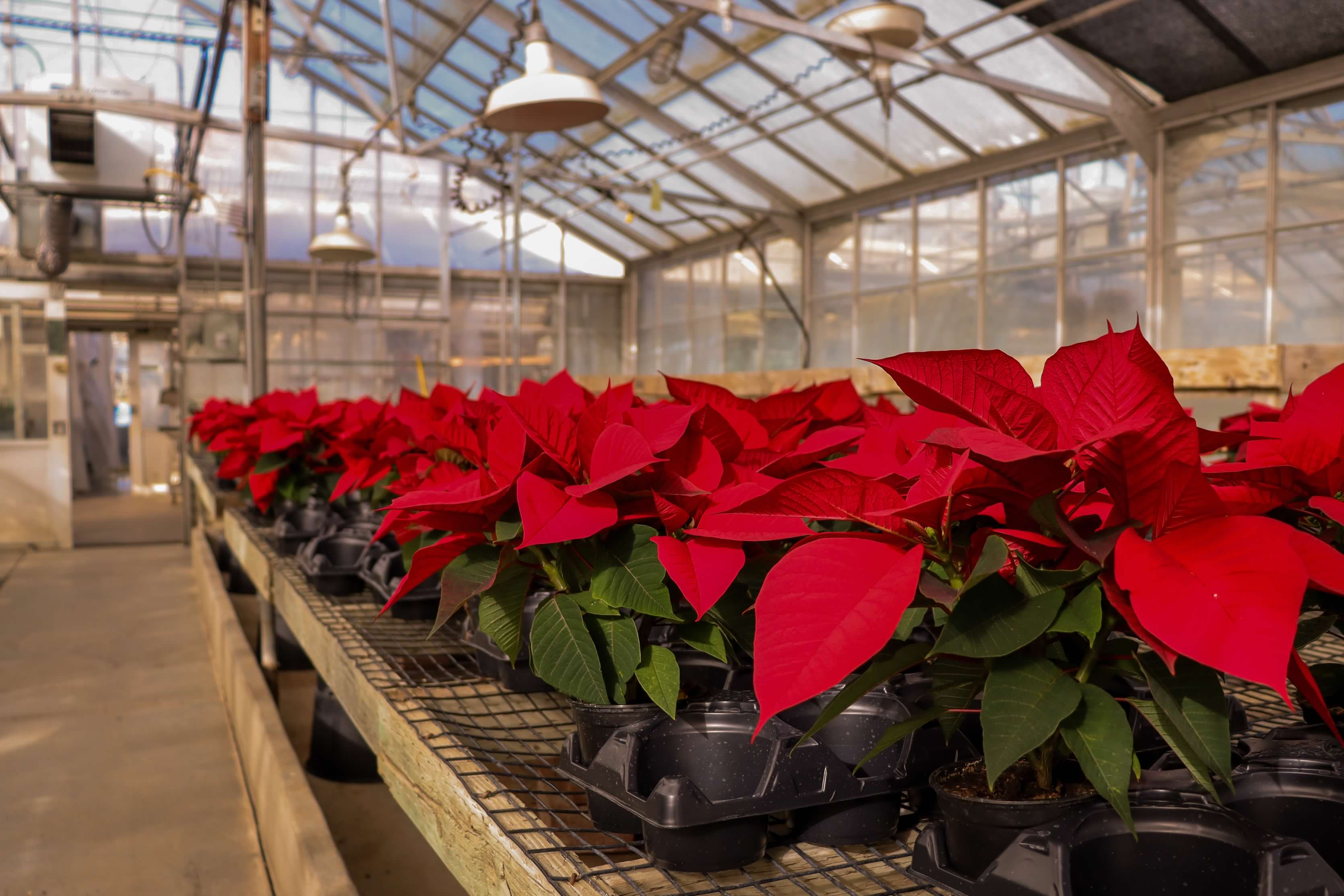 cal poly poinsettia sale