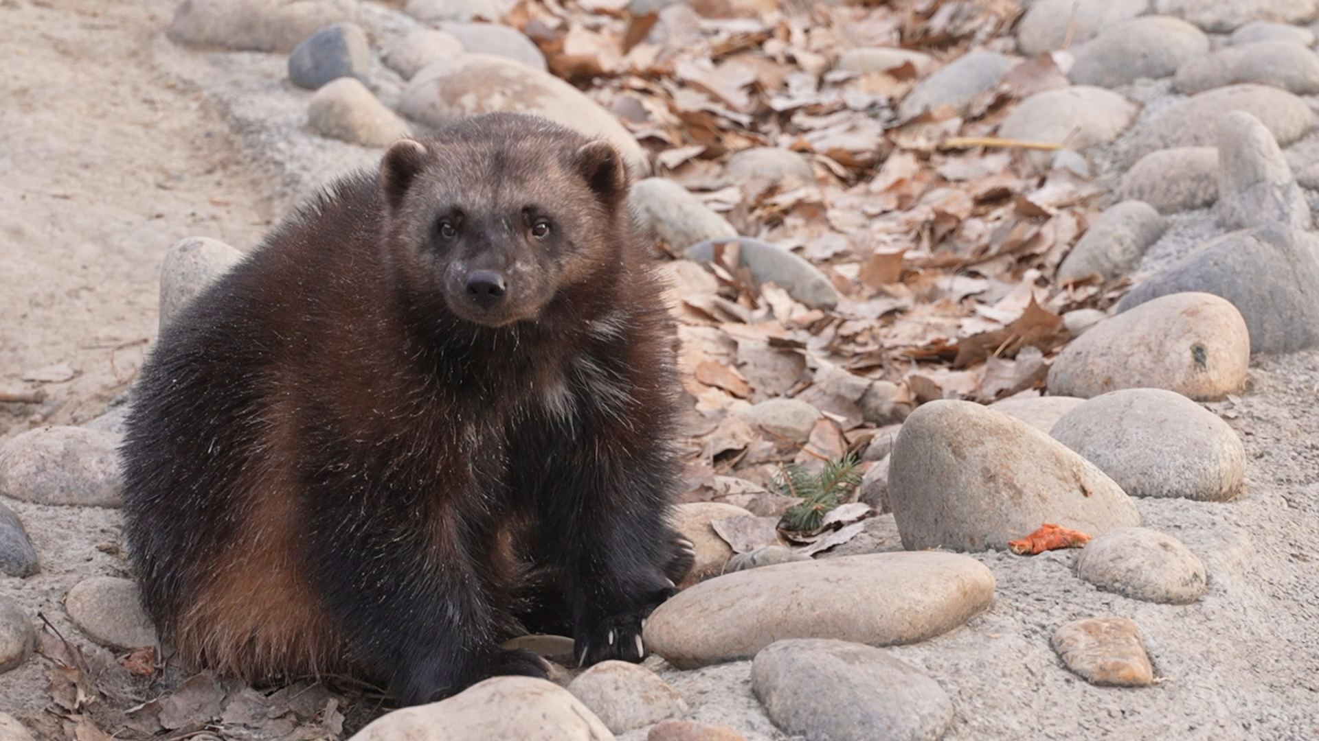 Zoomontana Wolverine 