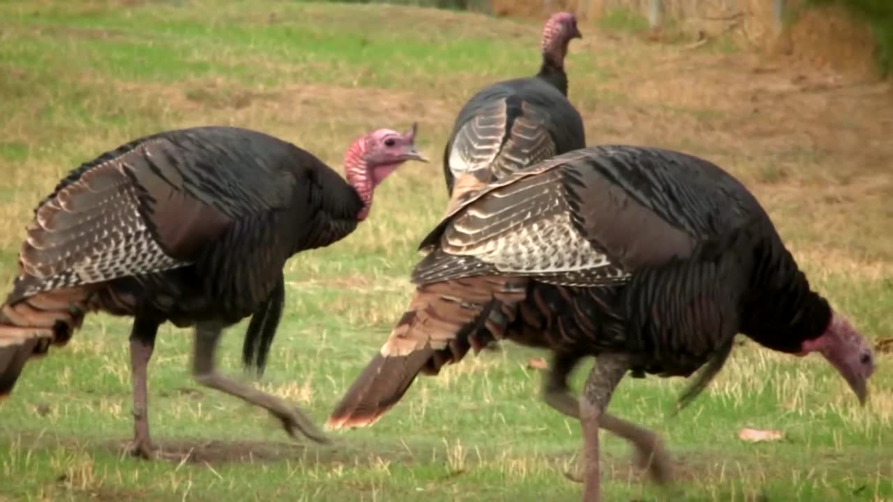 turkeys