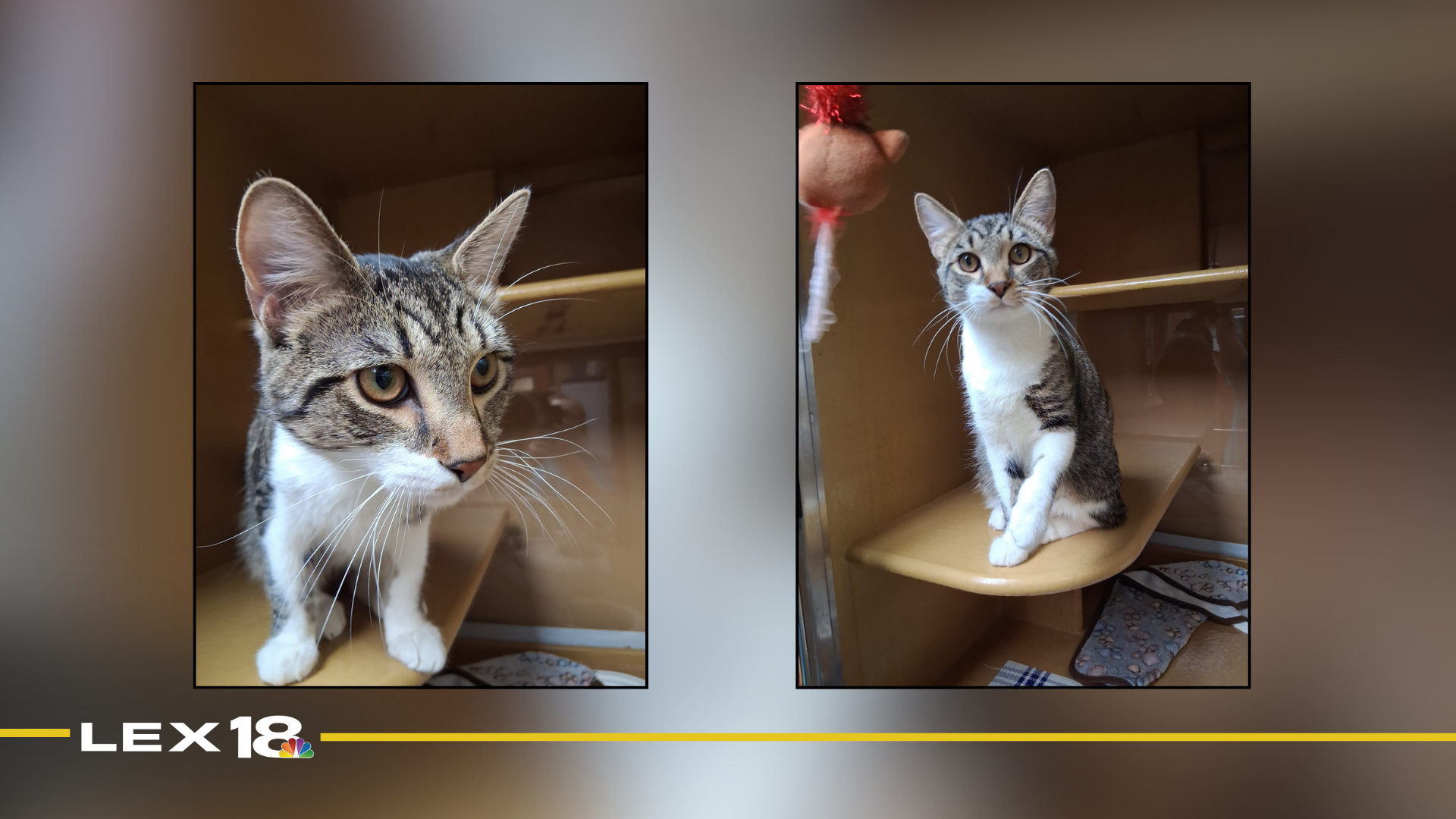 mugshot template  - 2025-12-10T095448.662.png