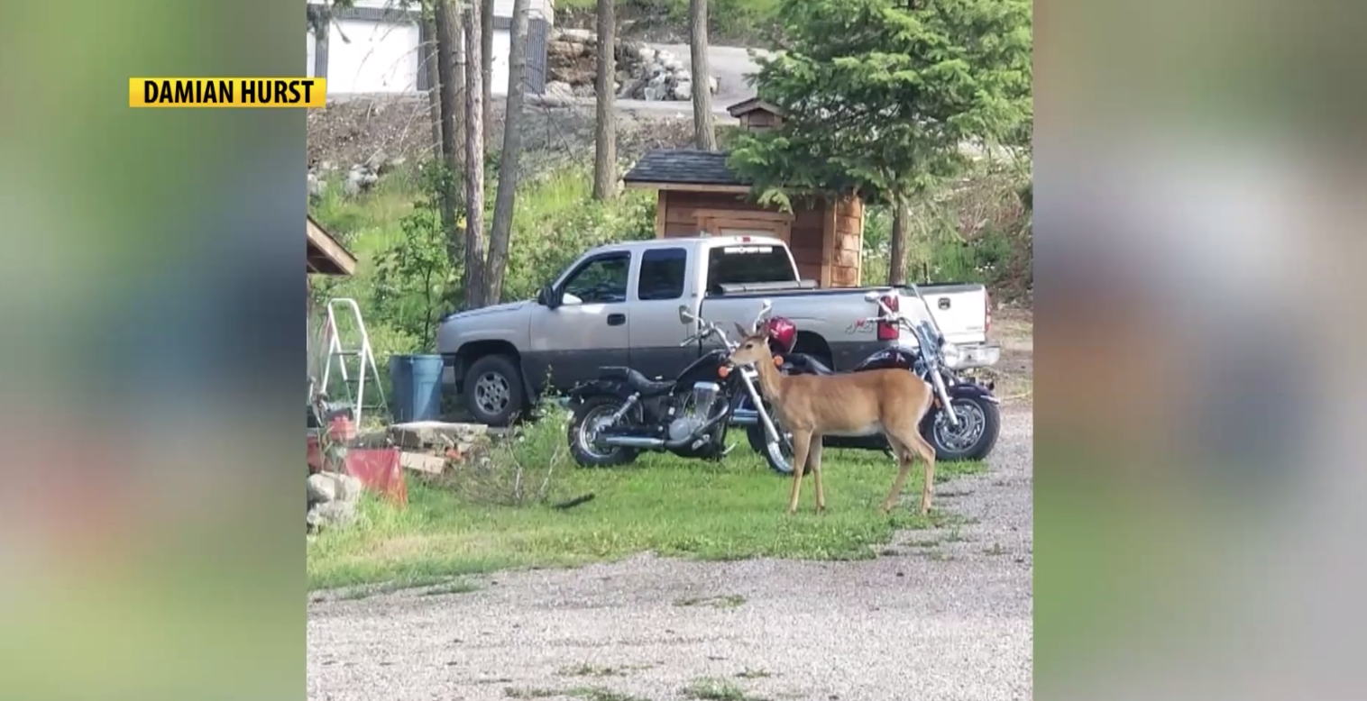 Lakeside Truck Vandalism