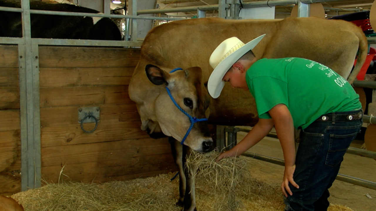 Sassy-Cows-for-Savvy-Kids-program-WFTS.jpg
