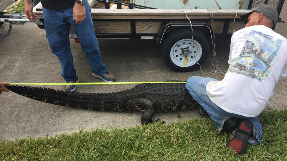WPTV-MCSO-GATOR-CAPTURED-2.jpg