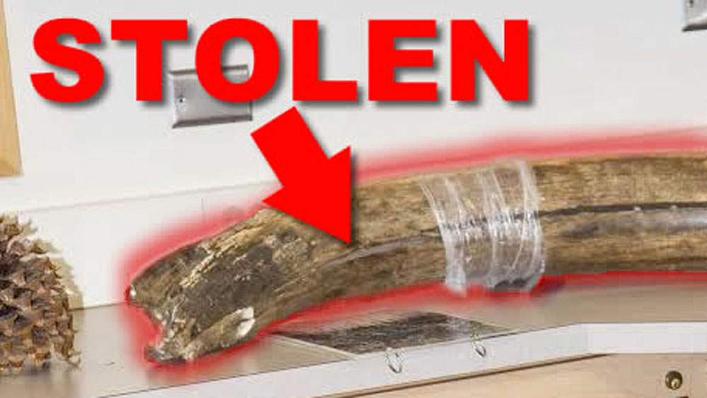 wpwtv-stolen-mammoth-tusk-.jpg