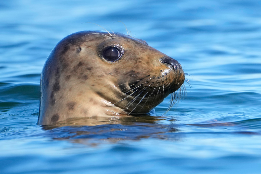  A gray seal.