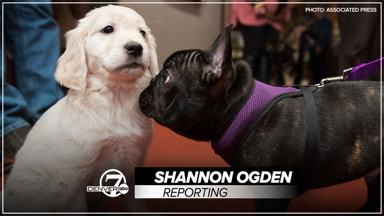 shannon anti-vax pet owners thumbnail.jpg