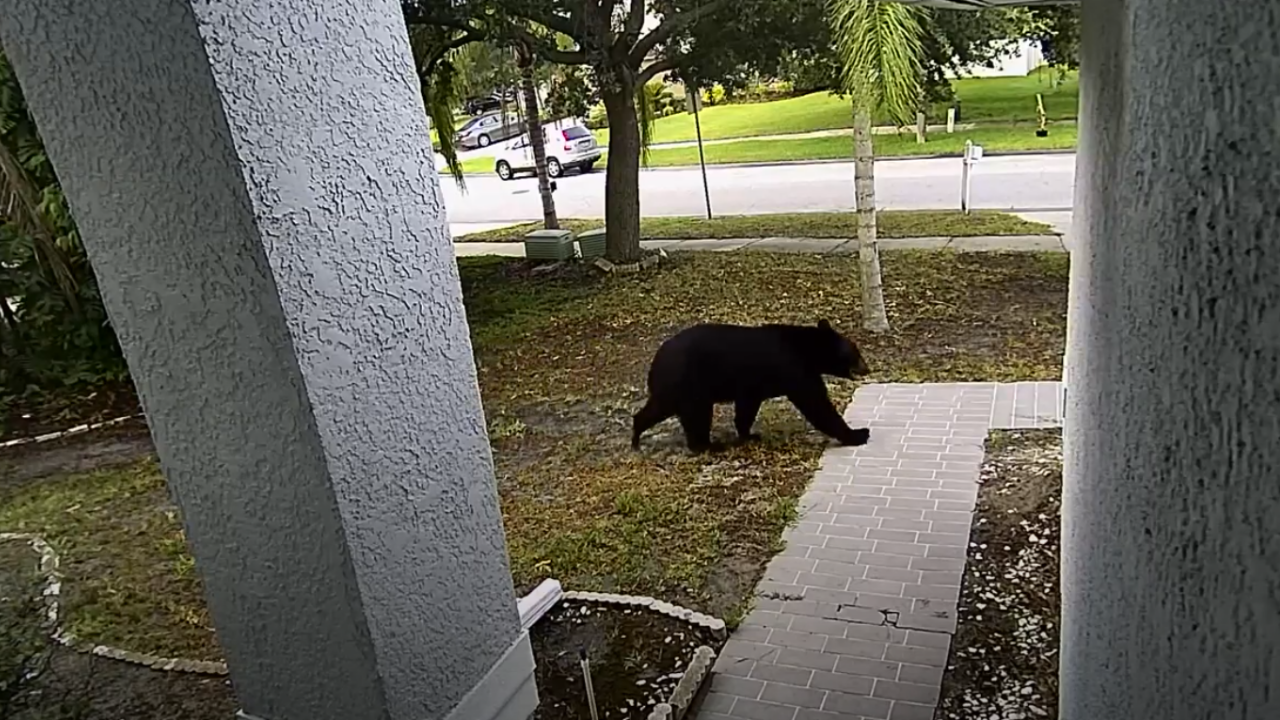 Oldsmar black bear Cha-Yeng Yang.png