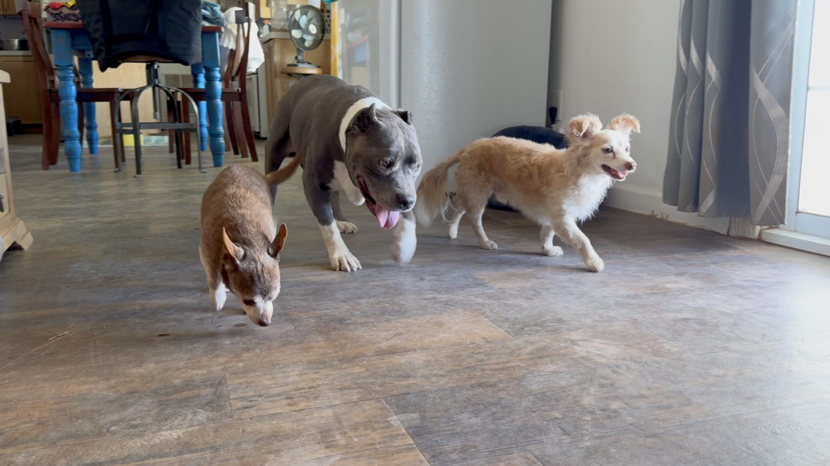Dogs