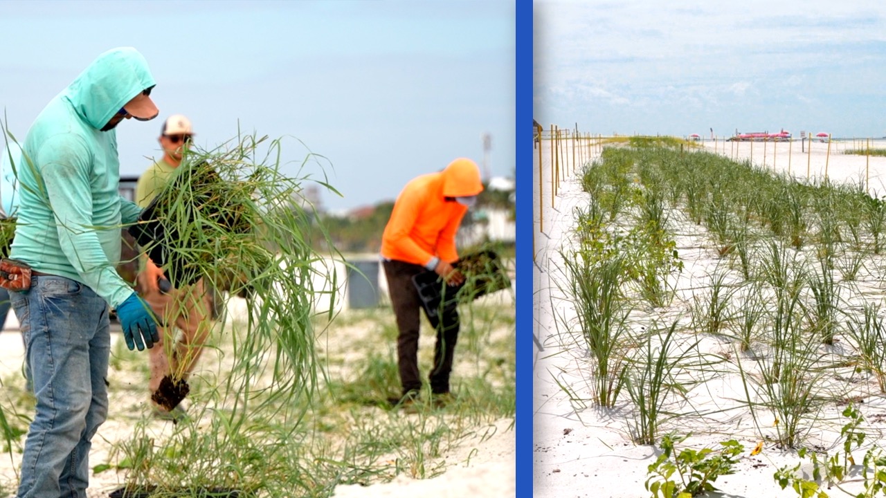 FMB DUNE GRASS TO STOP EROSION THUMBNAIL.jpg