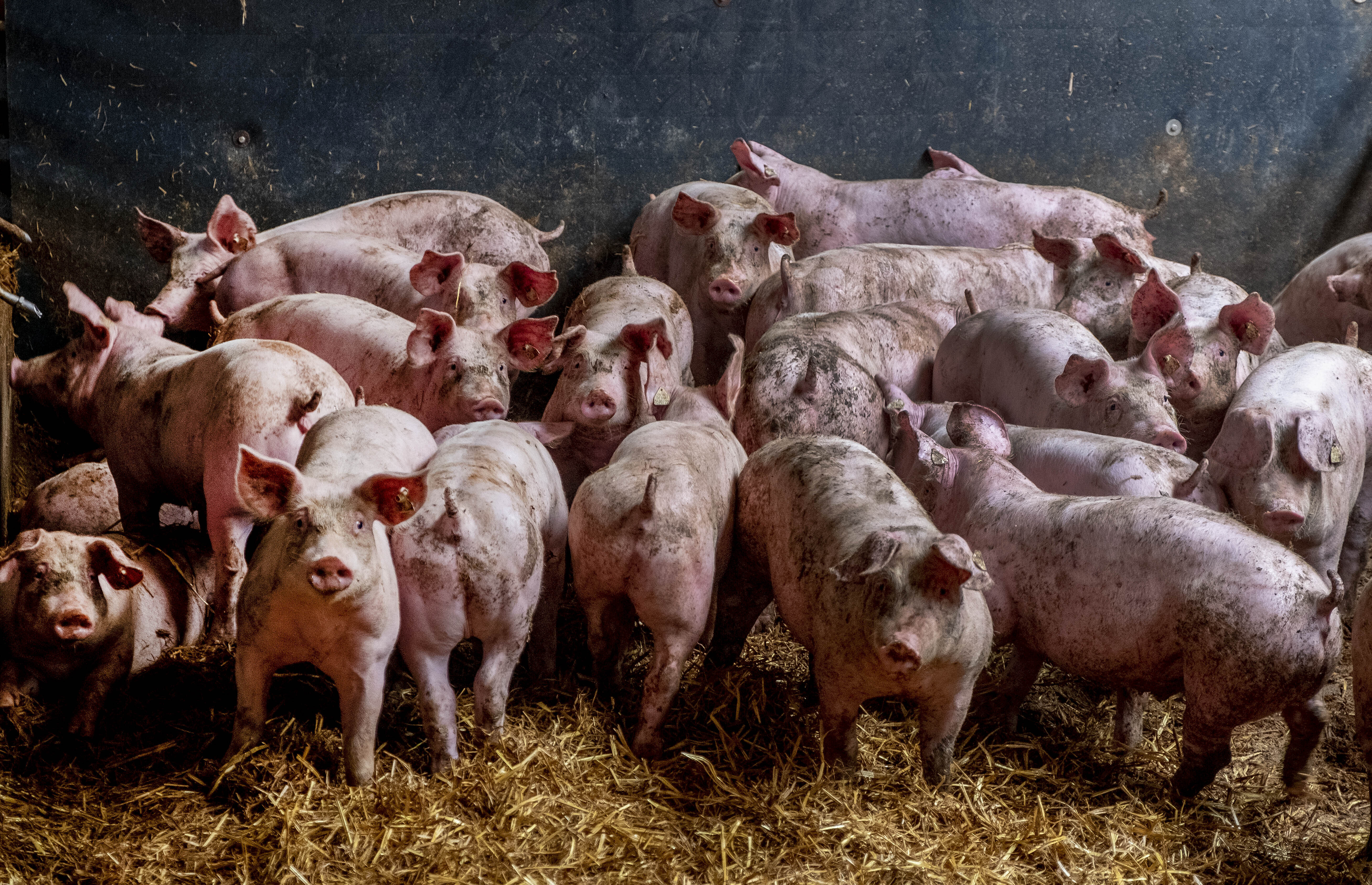 Strain of flu found in pigs requires monitoring for possible pandemic, researchers find