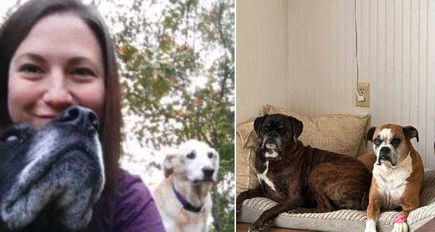 Mount Airy veterinarian, deputy help save injured man and dogs in crash