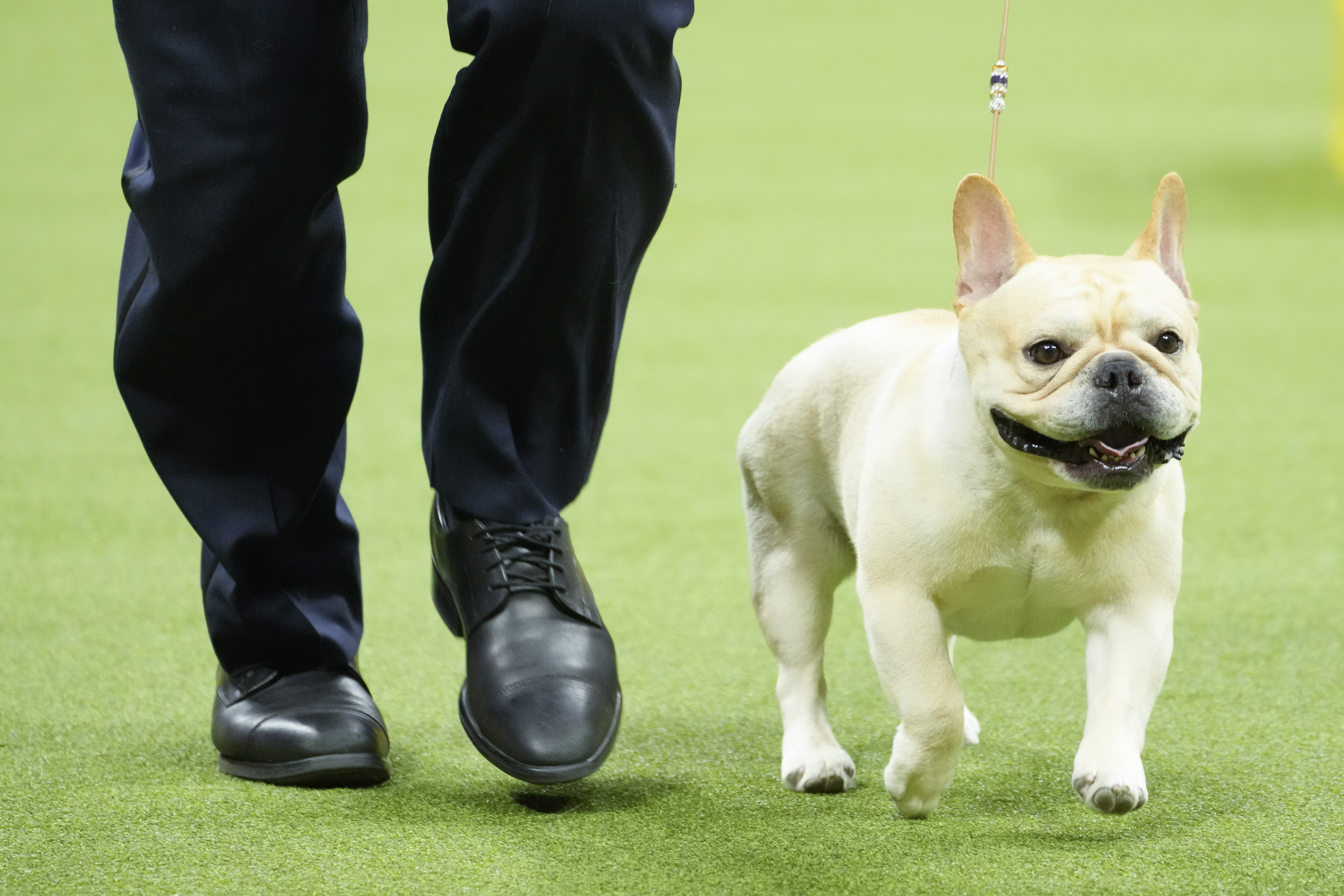 US Dogs Popular Breeds