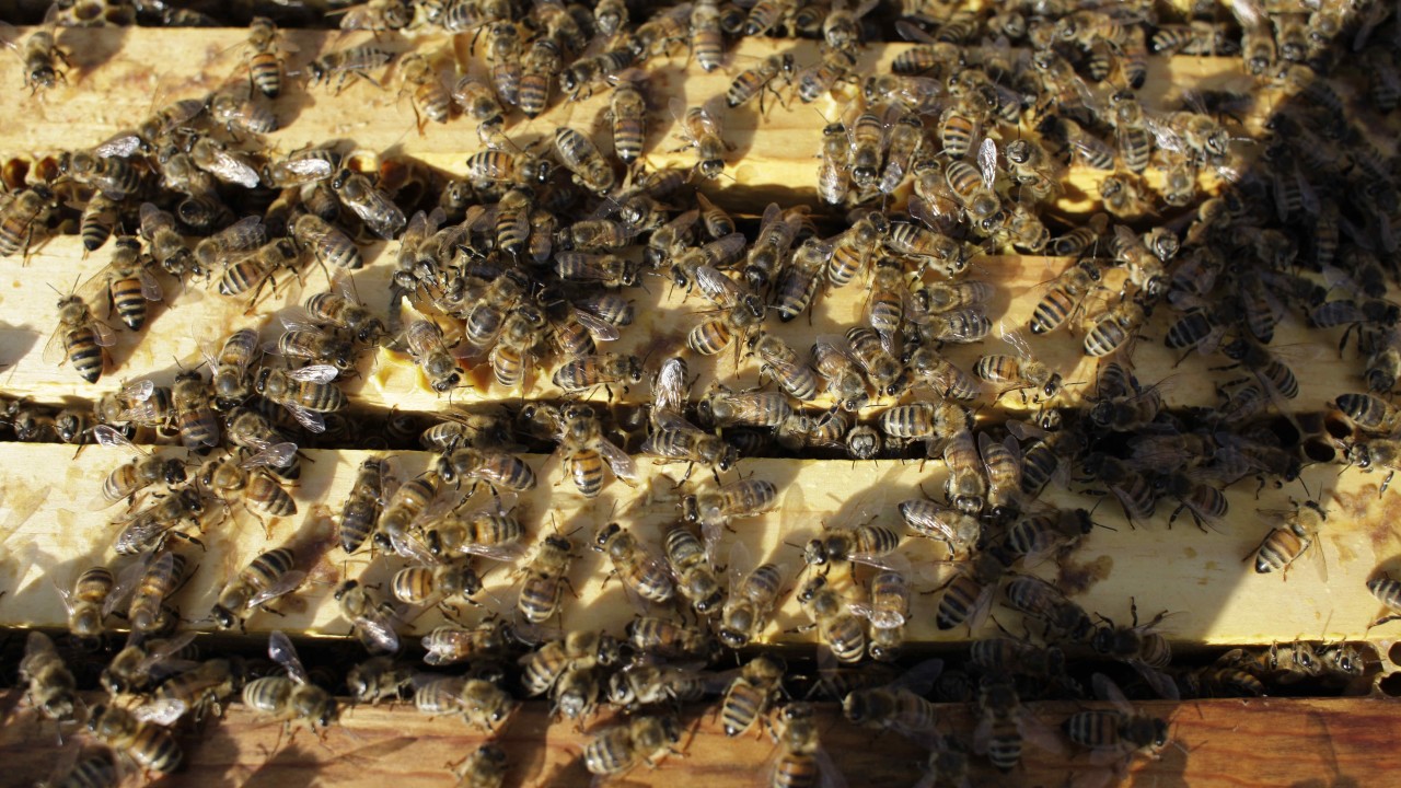 Bees