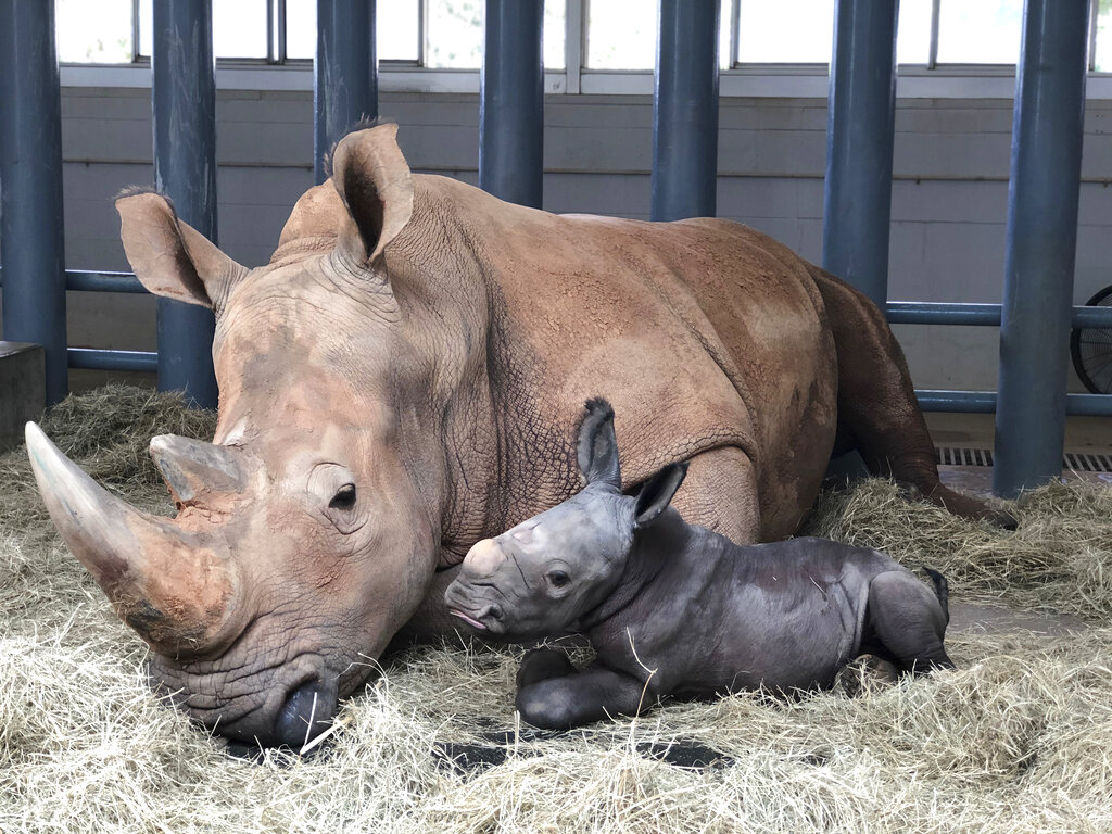 Disney Baby Rhino