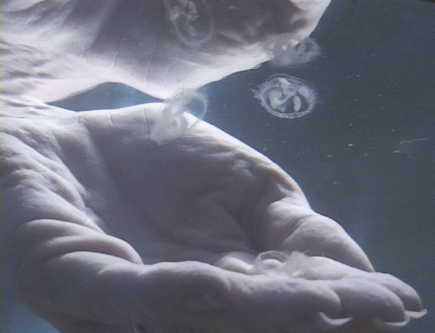 DNR PDP Jellyfish in hand 5 2023.jpeg