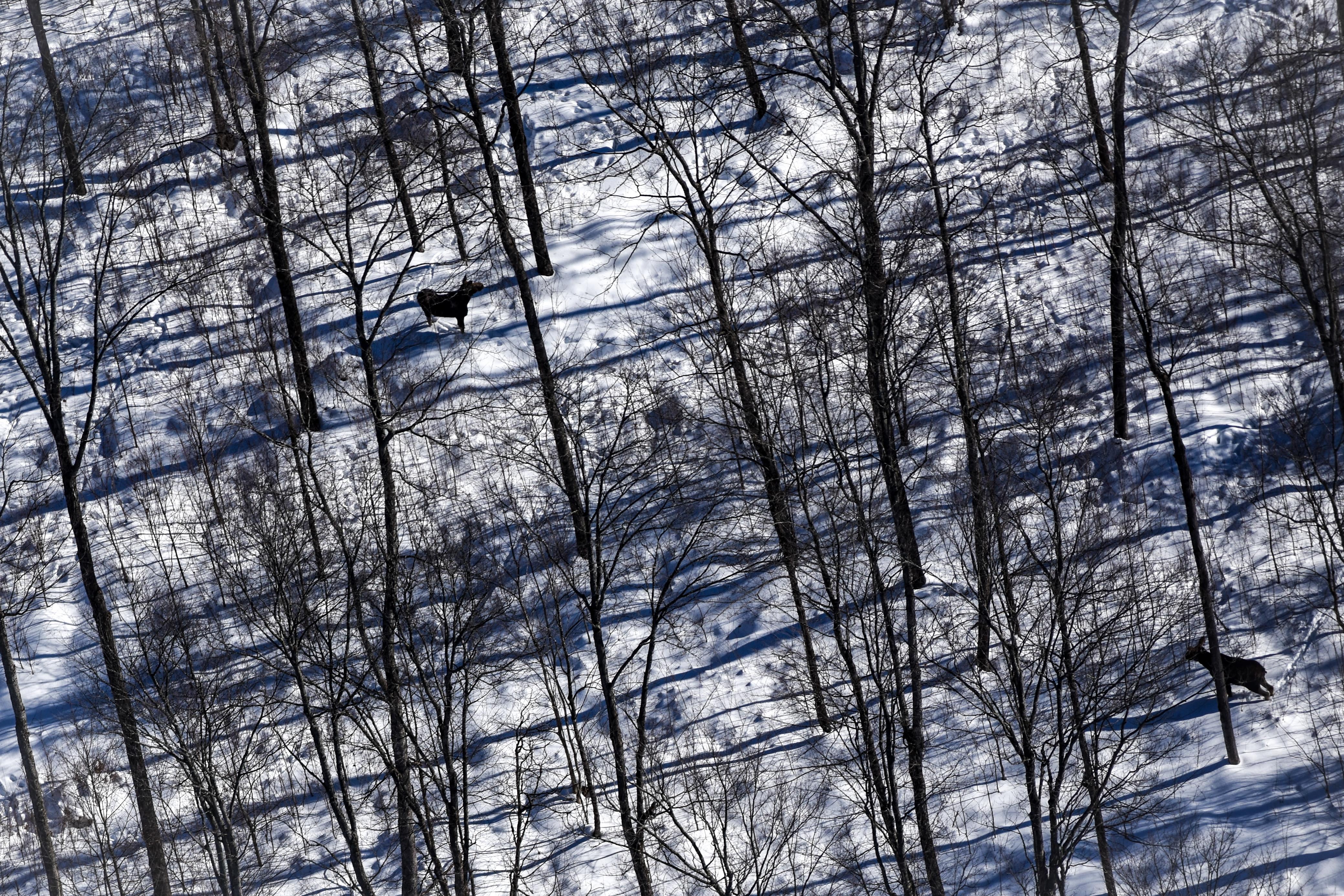 Moose UP DNR.jpeg