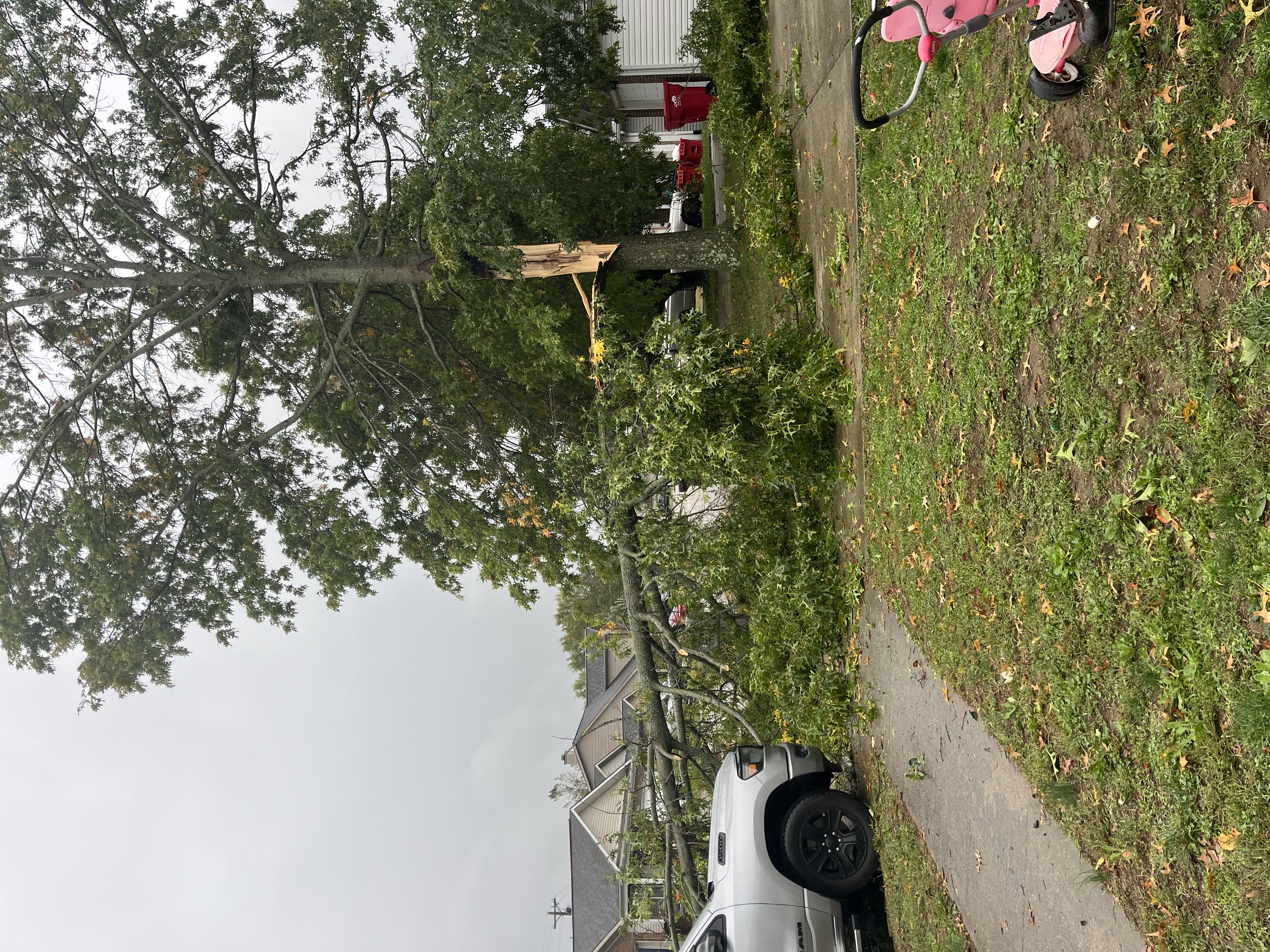 Wind gusts causes tree to split