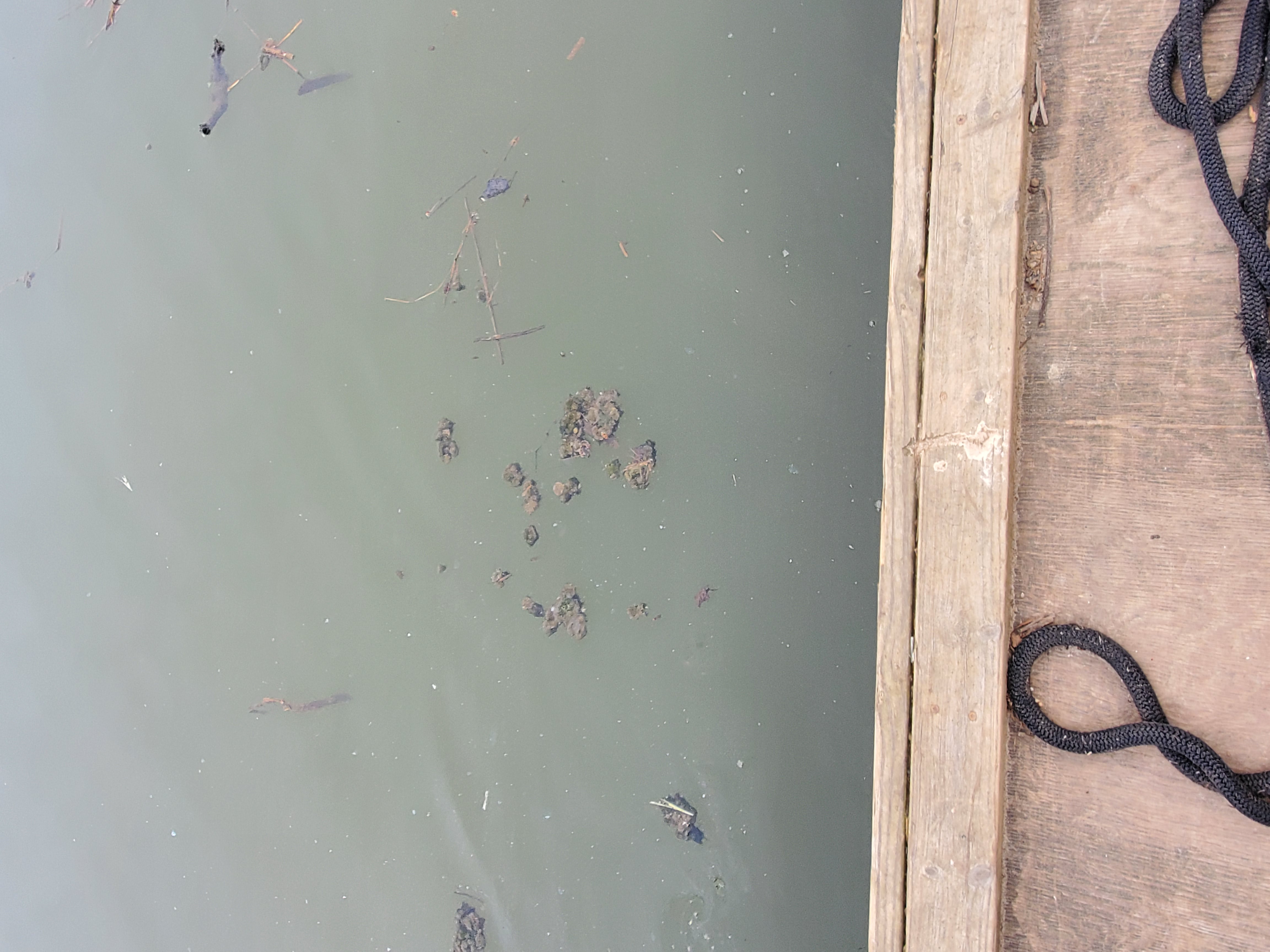Feces in Back River.jpg