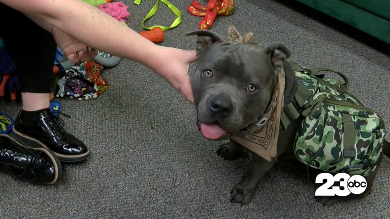 Boston the therapy dog