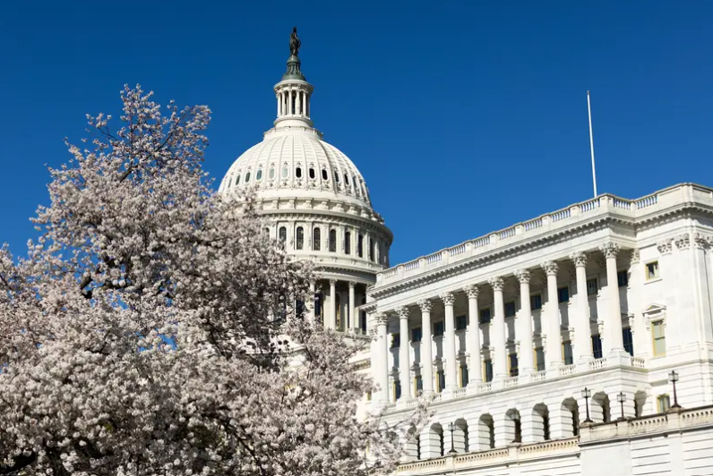 The U.S. Capitol surrounded by cherry blossoms on March 25, 2024 in Washington