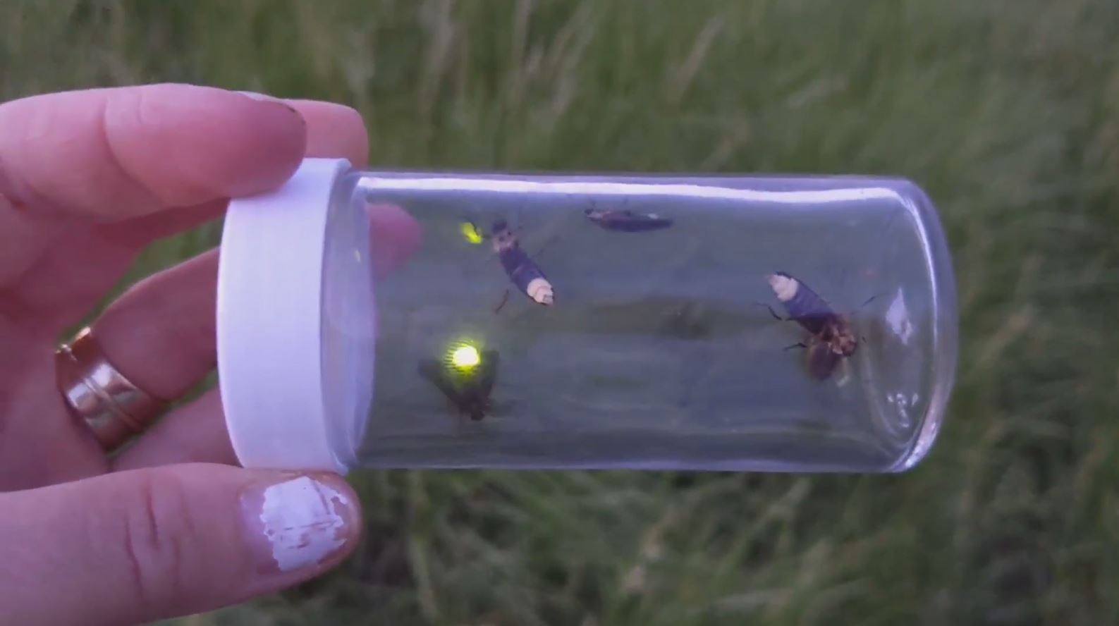 FIREFLIES WEB 3.JPG