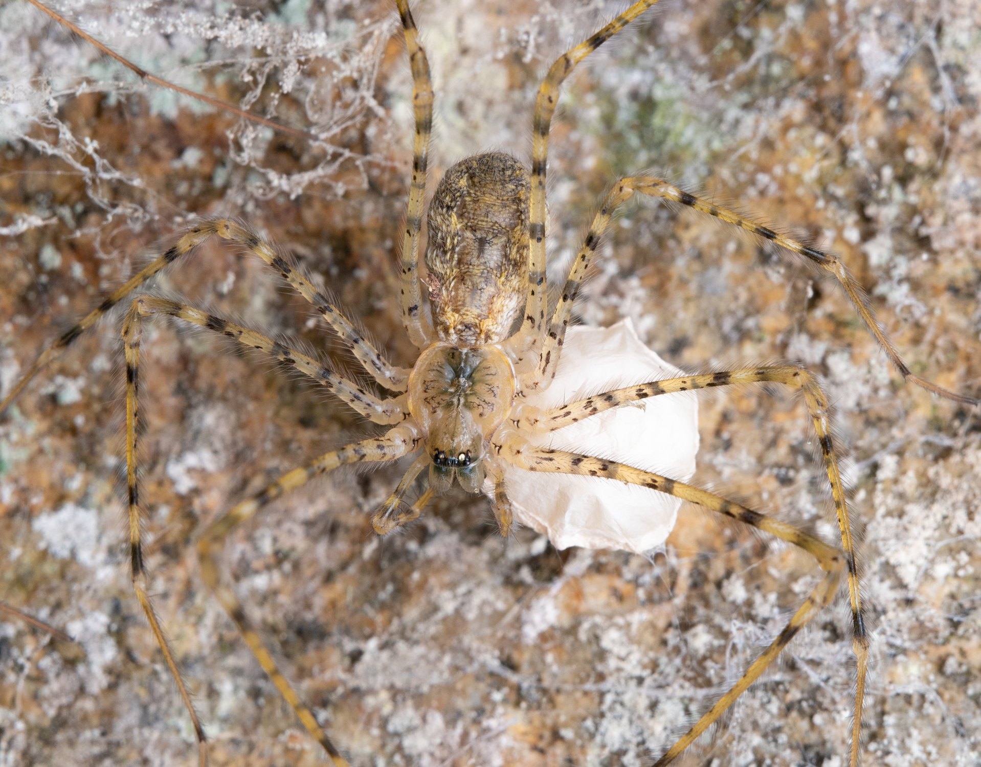 New spider species_3