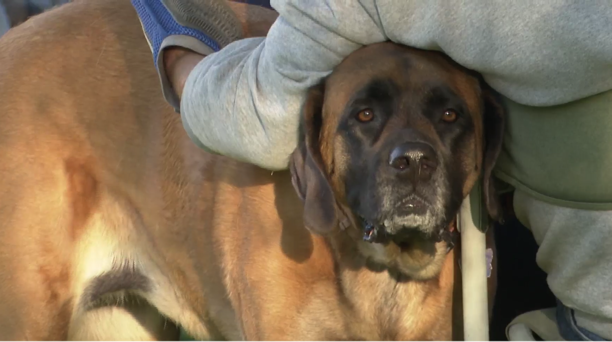 Pet Heat Safety