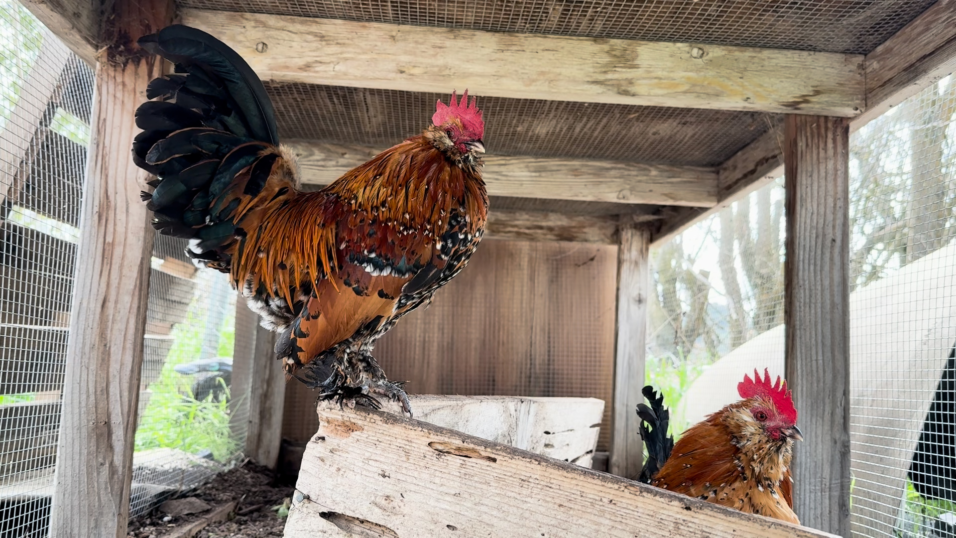 better chickens.jpg