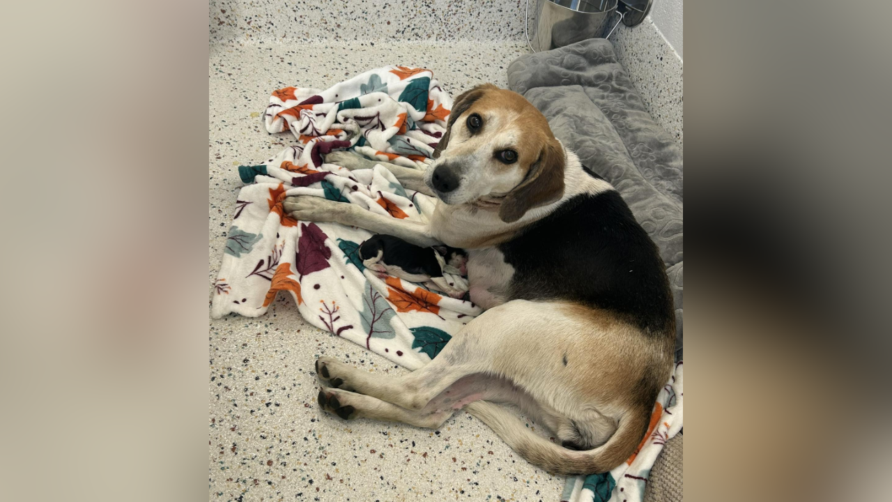 Maude gives birth to puppy