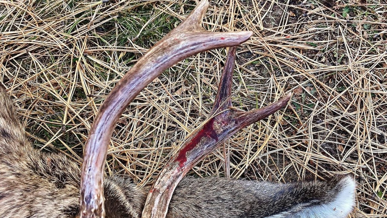 Deer gores woman in Black Forest.jpg