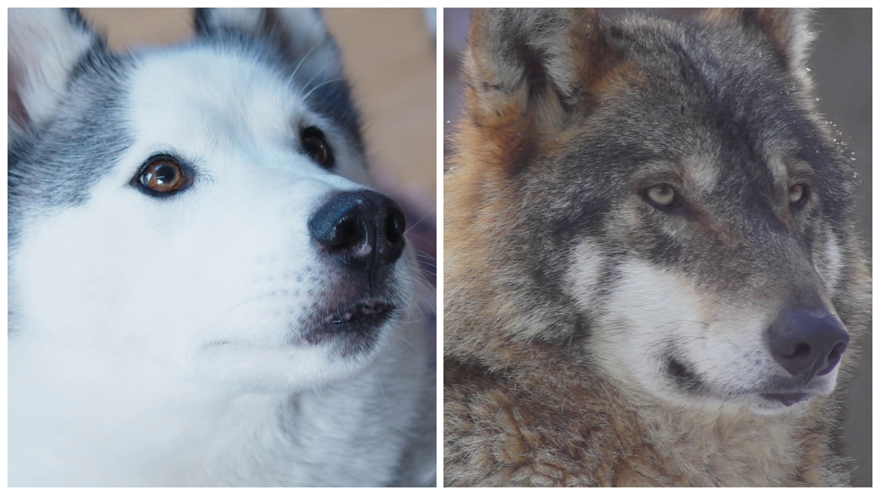 Dog and Wolf